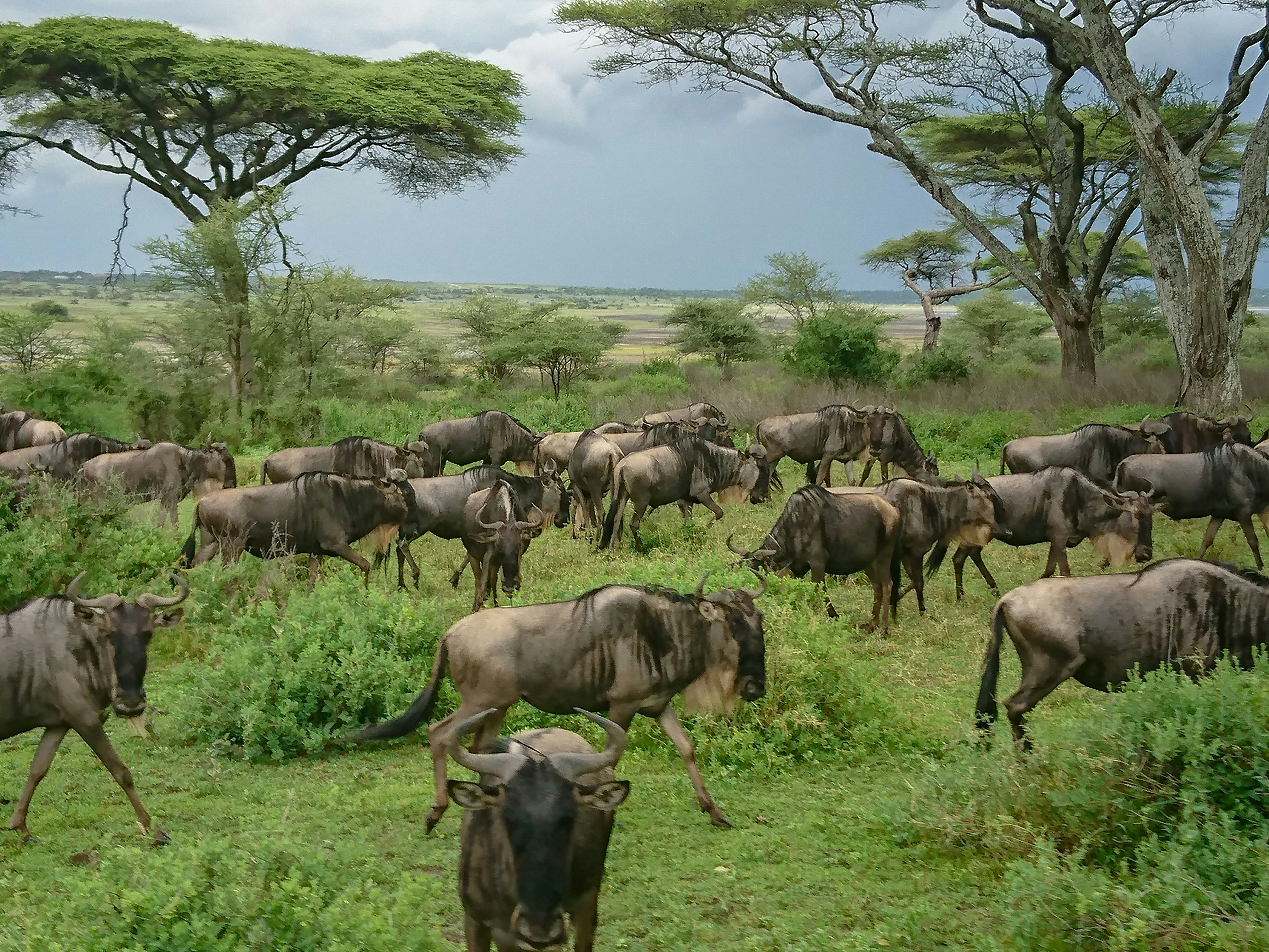 Chimpanzee habitat