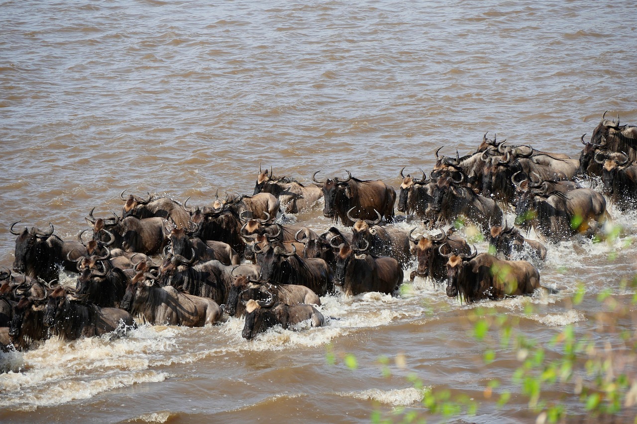 Safari landscape