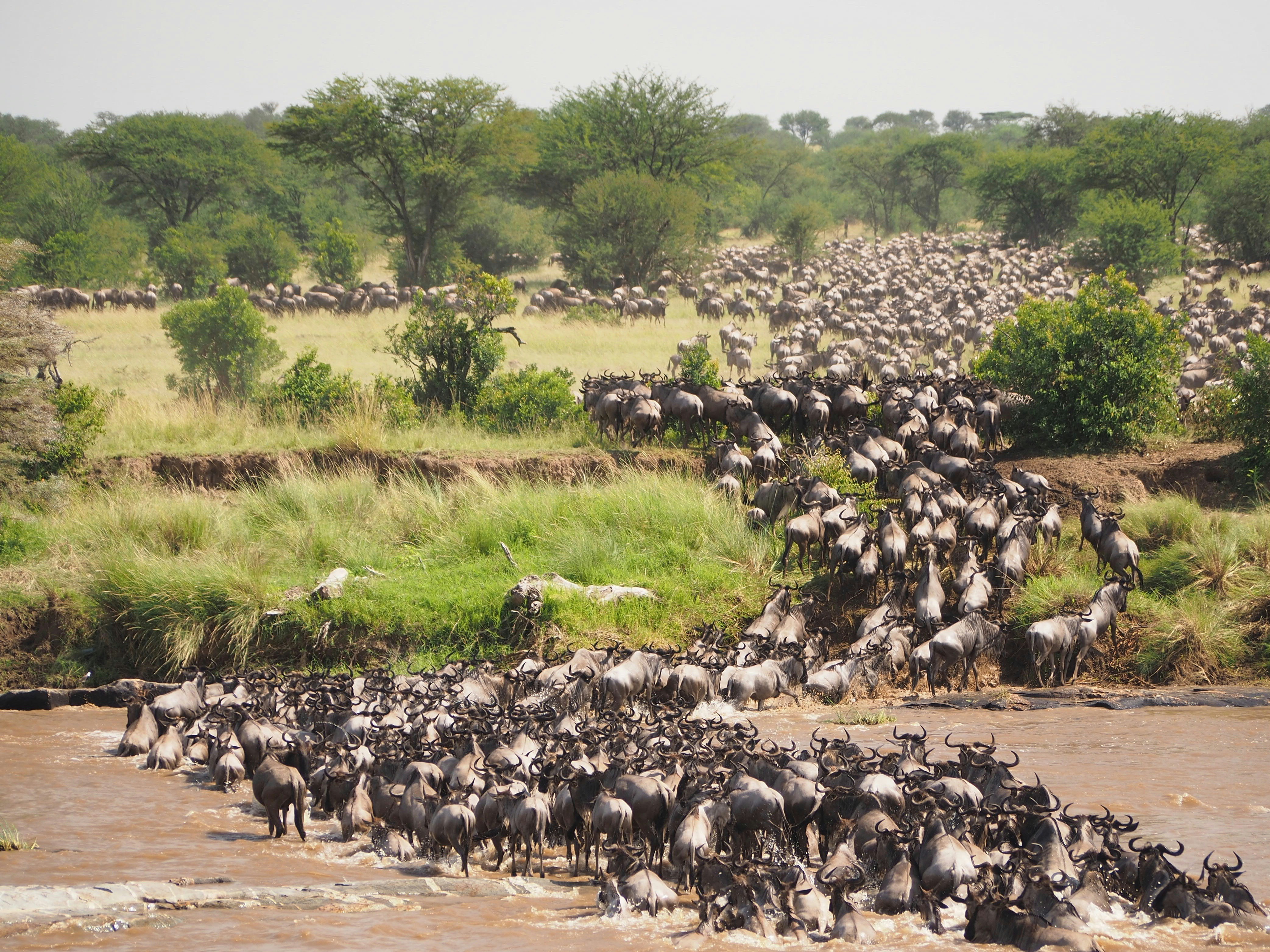 Ruaha lion country