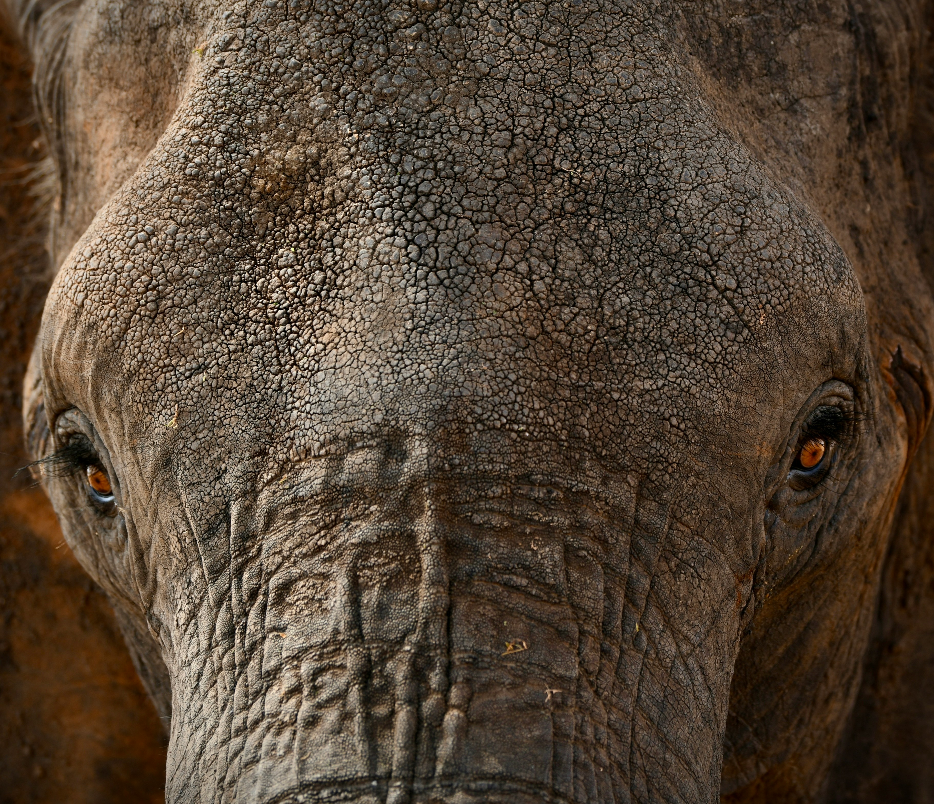 Wildlife close-up