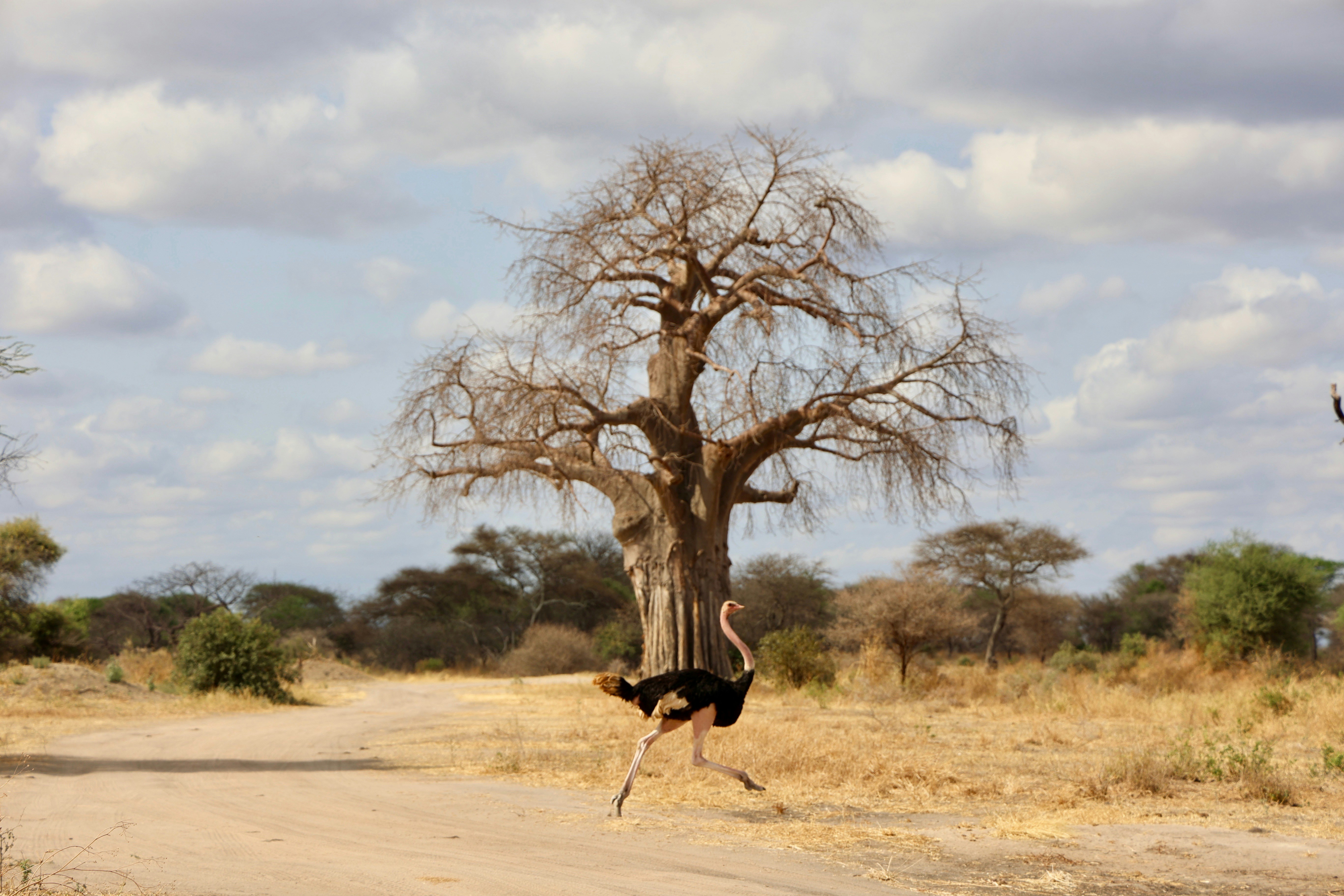 Ruaha National Park